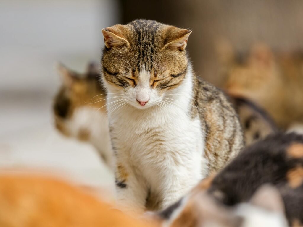 A serene tabby cat with closed eyes rests among fellow felines in a sunny outdoor setting.