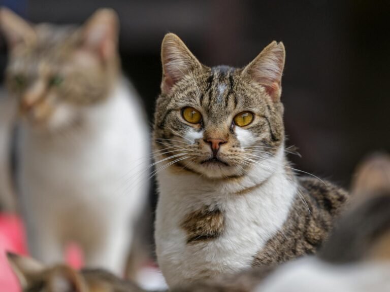 Captivating portrait of a tabby cat with bright eyes in an outdoor setting.