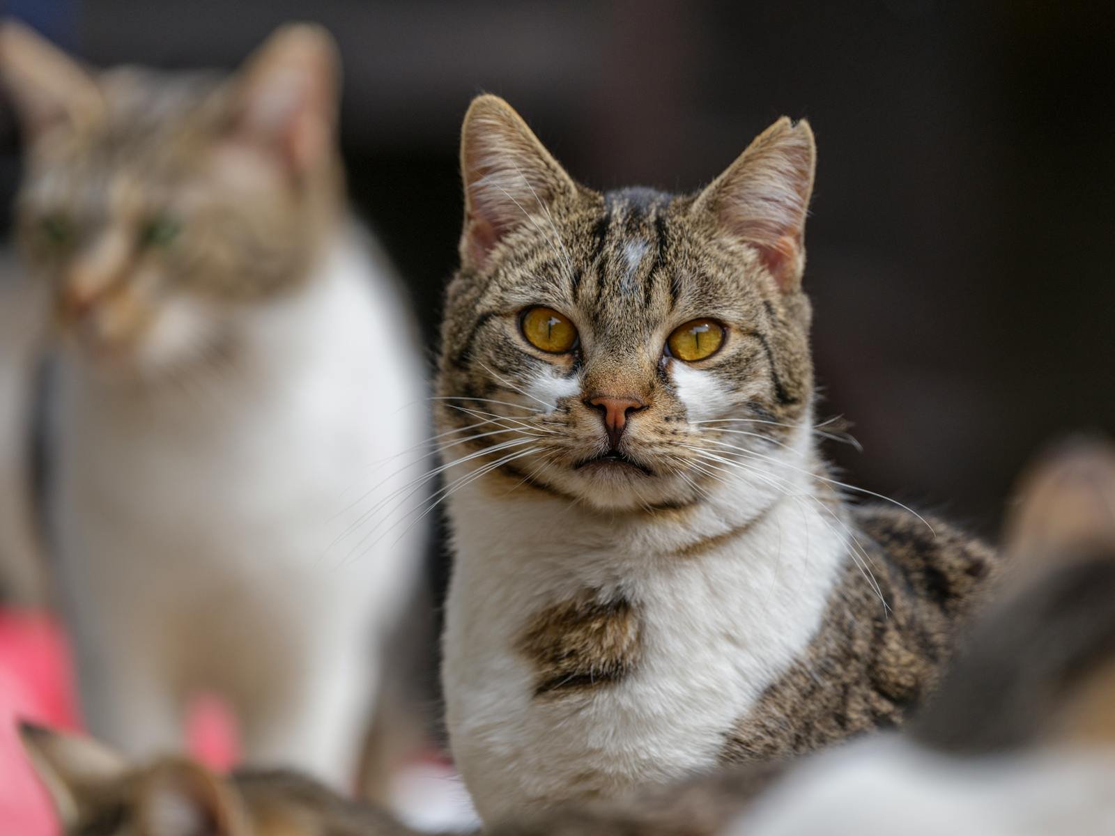 Captivating portrait of a tabby cat with bright eyes in an outdoor setting.
