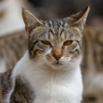 A beautiful tabby cat with striking eyes and distinct markings poses for a close-up portrait outdoors.