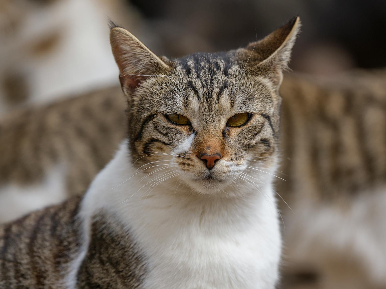 A beautiful tabby cat with striking eyes and distinct markings poses for a close-up portrait outdoors.