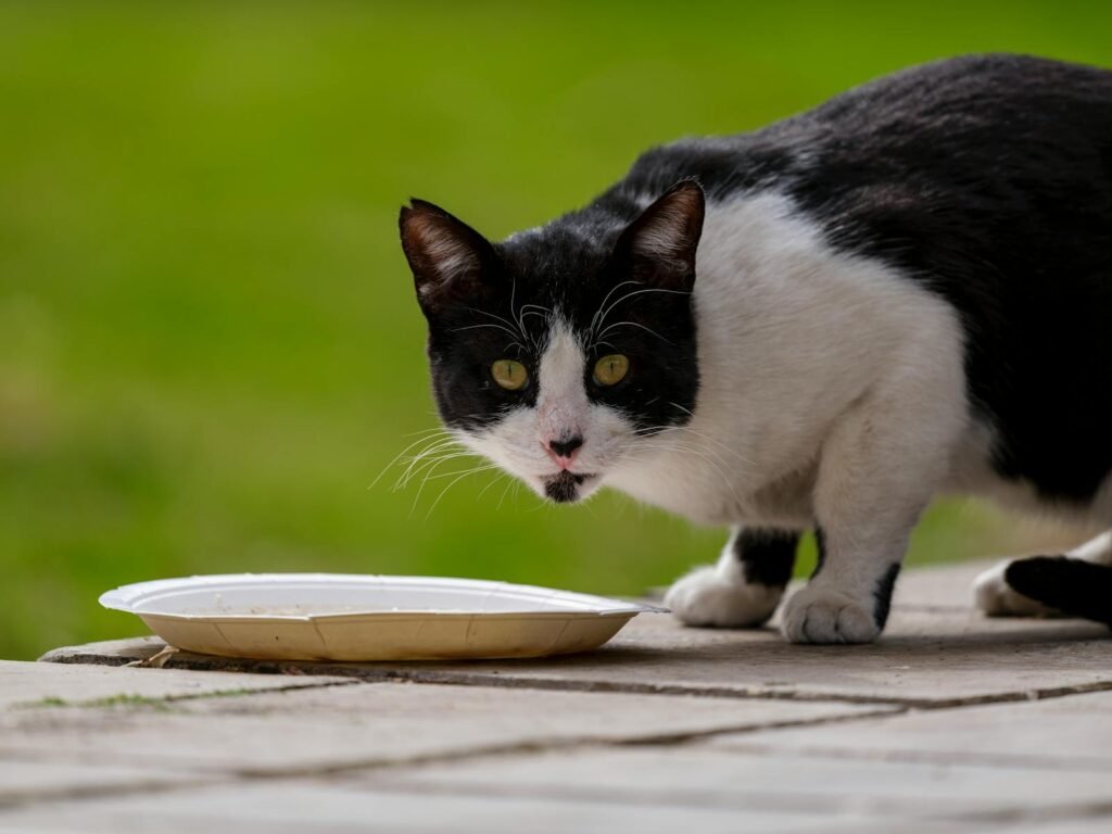 Adorable black and white cat with a plate of food, photographed outdoors on a sunny day.