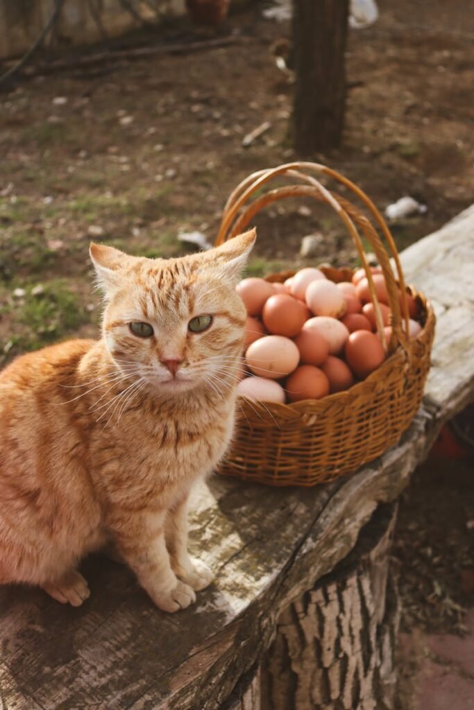 An orange tabby cat sits beside a wicker basket filled with brown eggs in a rustic outdoor setting.