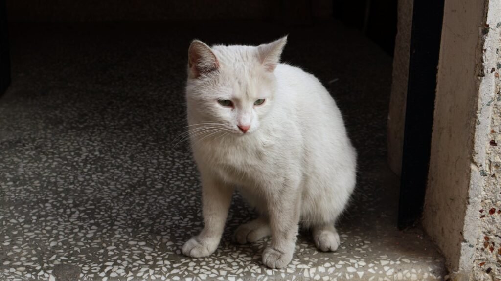 A serene white cat sits in an indoor doorway on a textured floor.