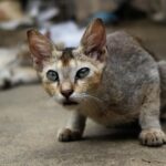 Portrait of a grey stray cat in a hunting pose with intense eyes on a rough surface.