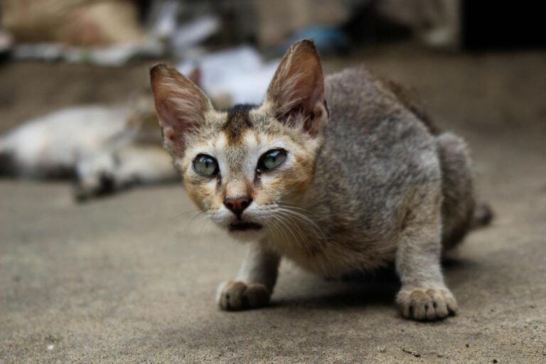 Portrait of a grey stray cat in a hunting pose with intense eyes on a rough surface.
