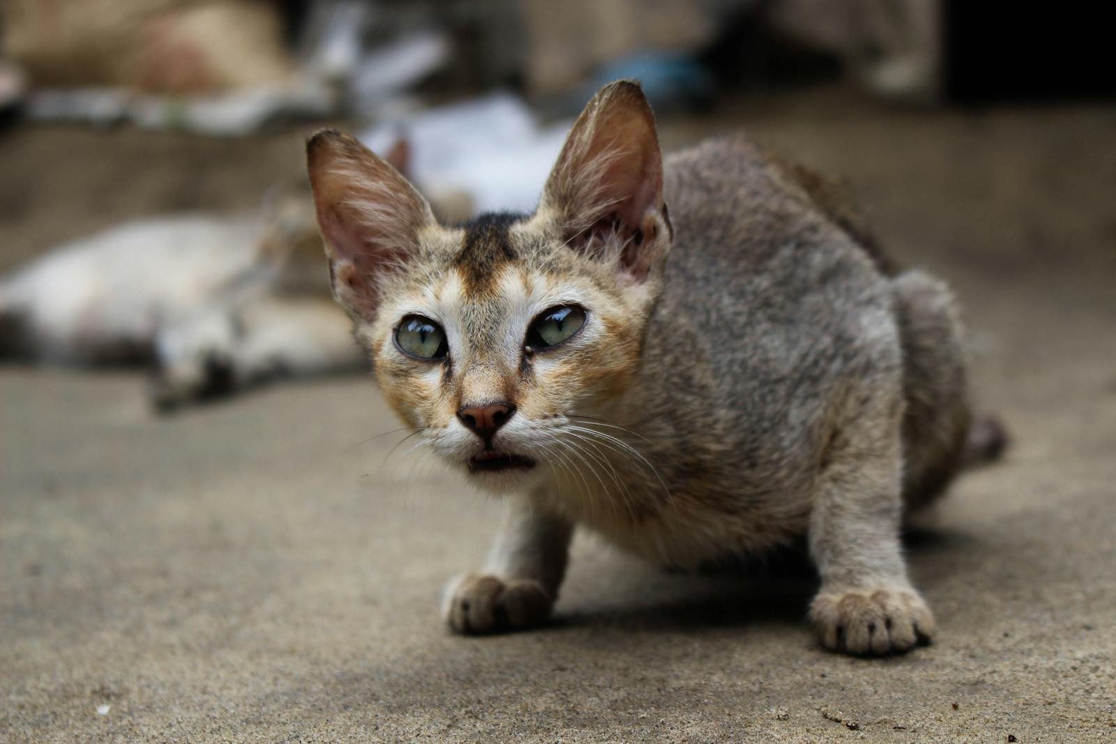 Portrait of a grey stray cat in a hunting pose with intense eyes on a rough surface.