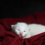 Adorable white kitten snoozing comfortably on a soft red blanket, creating a tranquil scene.