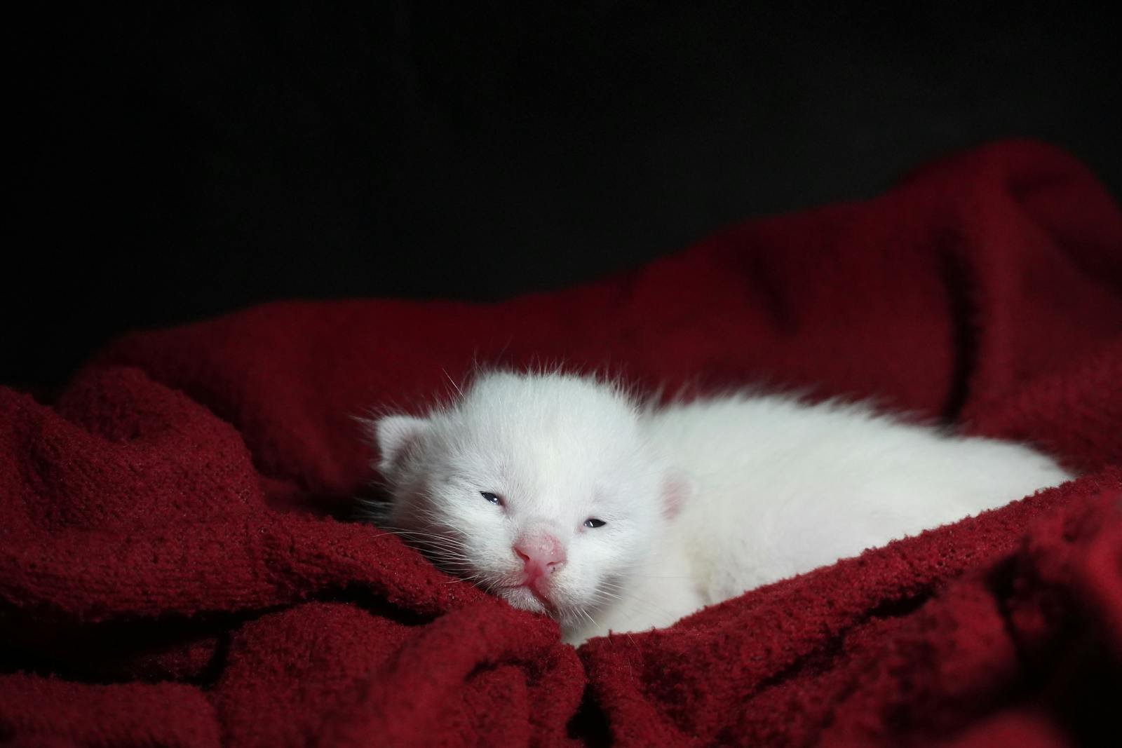 Adorable white kitten snoozing comfortably on a soft red blanket, creating a tranquil scene.