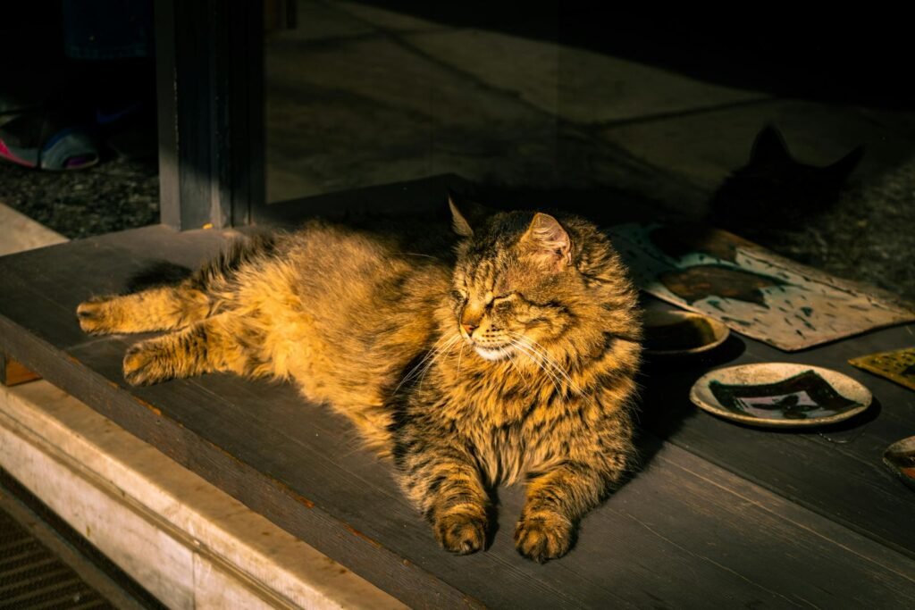 A relaxed cat enjoying the sunny afternoon on a porch in Athens, Greece.