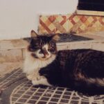 A fluffy domestic cat lies on a patterned outdoor tile patio, enjoying the sunlight.