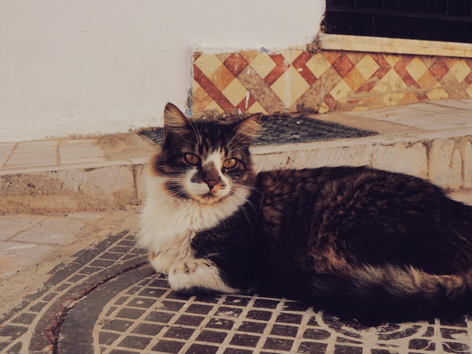 A fluffy domestic cat lies on a patterned outdoor tile patio, enjoying the sunlight.