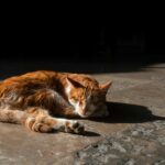 A ginger cat peacefully sleeping on a sunlit stone floor, capturing a serene moment.