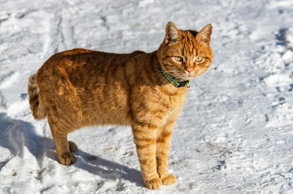 Ginger tabby cat with a collar stands on snowy terrain under the winter sun.