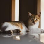 A tranquil domestic cat basks in warm sunlight indoors, capturing natural serenity.