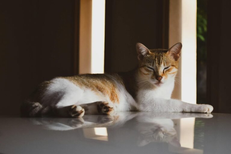 A tranquil domestic cat basks in warm sunlight indoors, capturing natural serenity.