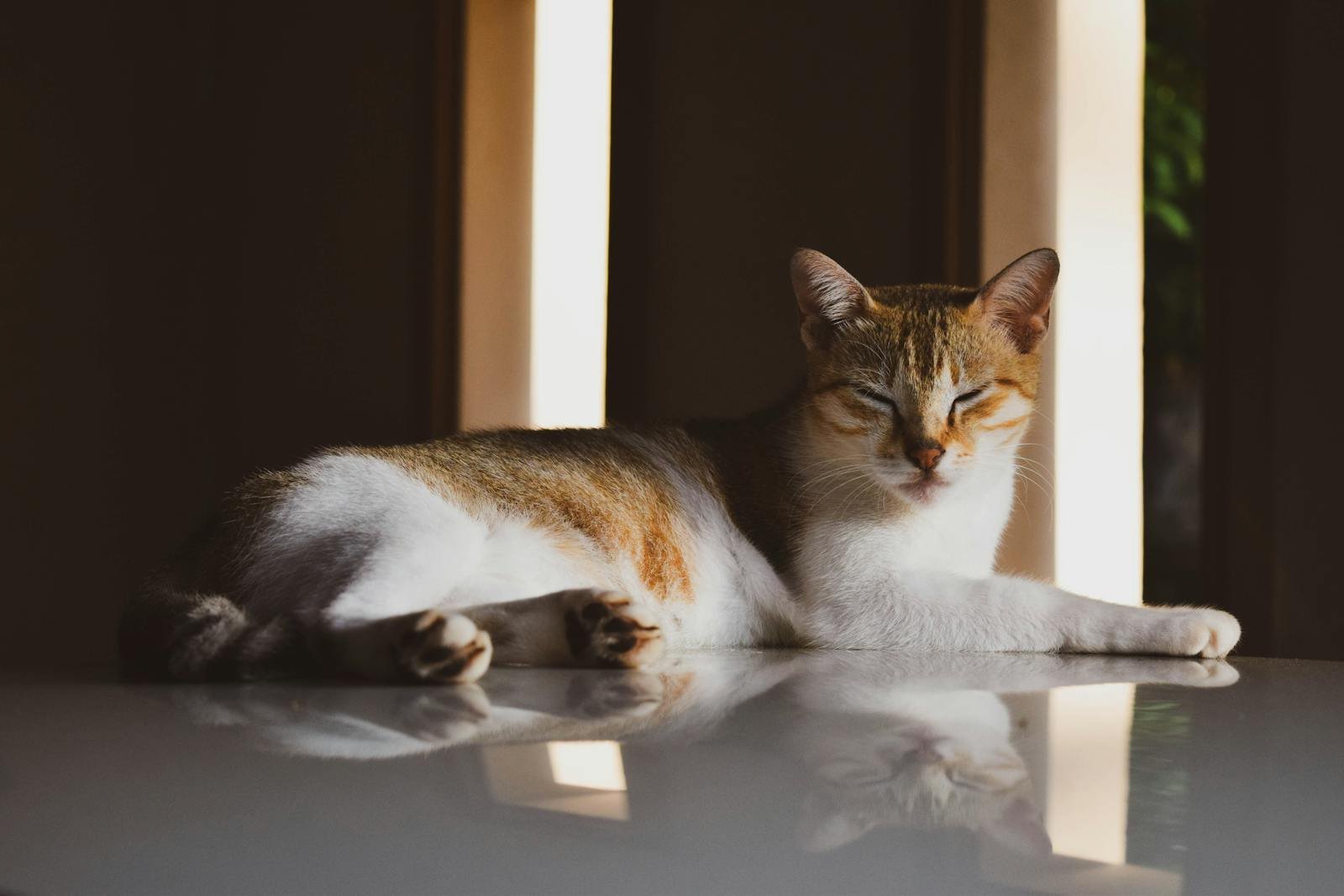 A tranquil domestic cat basks in warm sunlight indoors, capturing natural serenity.