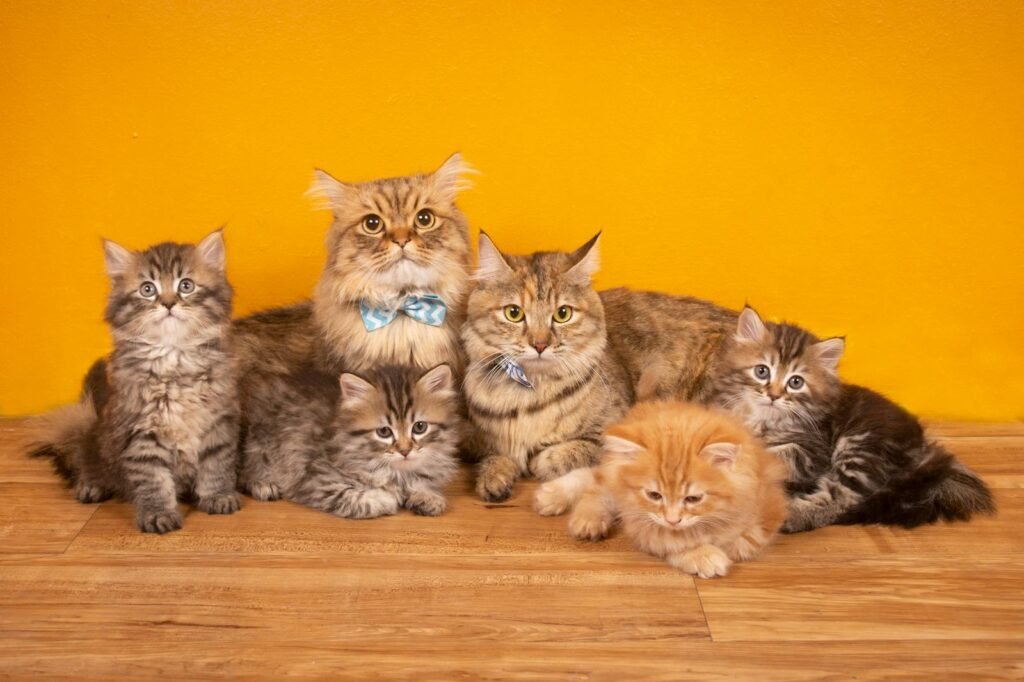 Cat family