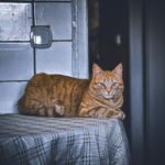 A ginger tabby cat relaxes on a table in a cozy indoor setting, evoking a calm and homely mood.