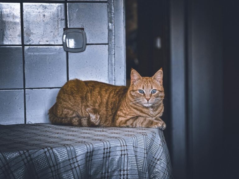 A ginger tabby cat relaxes on a table in a cozy indoor setting, evoking a calm and homely mood.