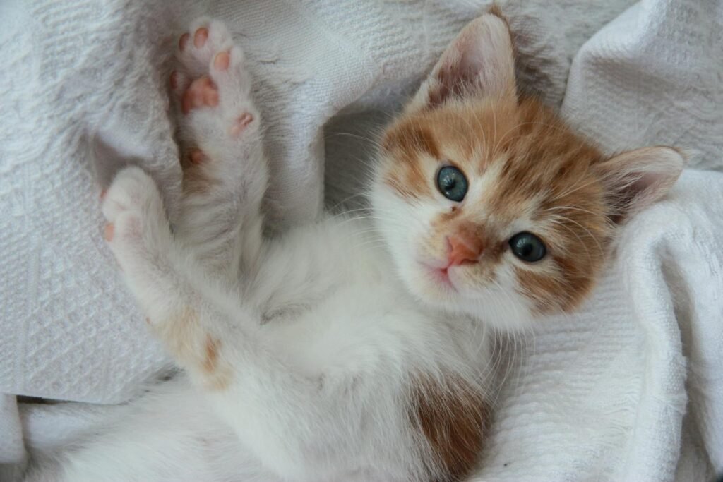 Charming orange and white kitten laying comfortably on a cozy white blanket, showcasing its playful and cute demeanor.