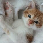 Charming orange and white kitten laying comfortably on a cozy white blanket, showcasing its playful and cute demeanor.