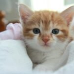 Cute orange kitten with blue eyes resting in a cozy white blanket, exuding warmth and comfort.
