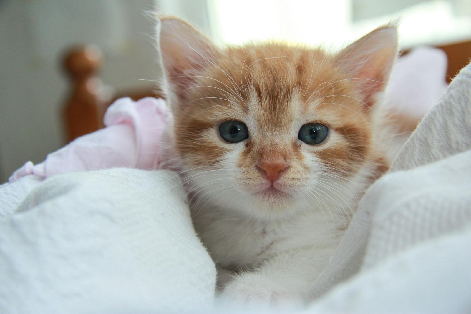 Cute orange kitten with blue eyes resting in a cozy white blanket, exuding warmth and comfort.