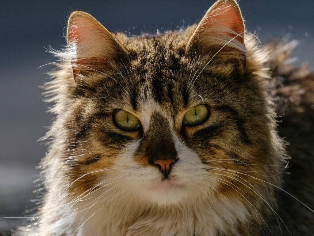 beautiful cat portrait