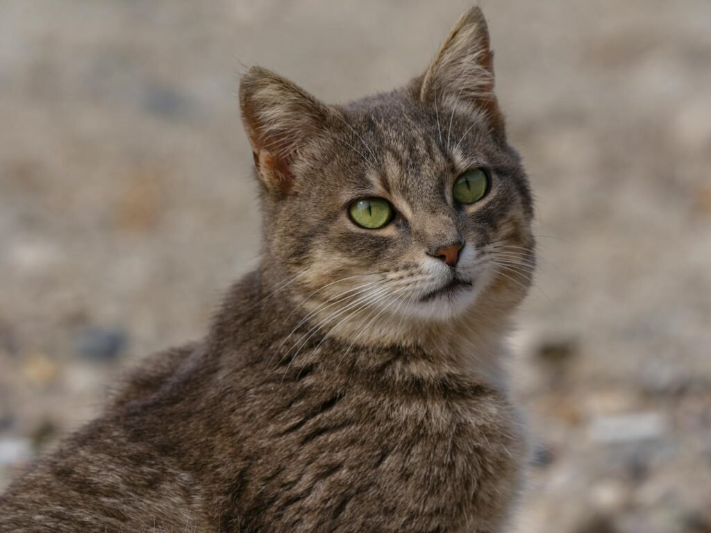 beautiful tabby cat