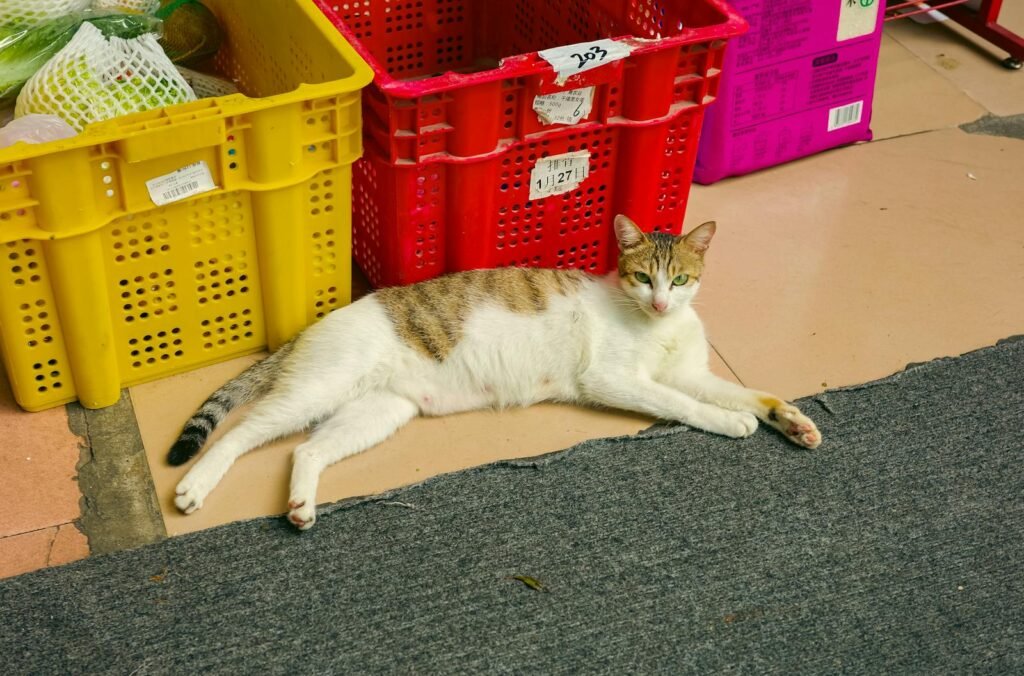 A calm cat lounging in a market setting in Guangzhou, China.