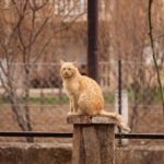 Orange Tabby Cat