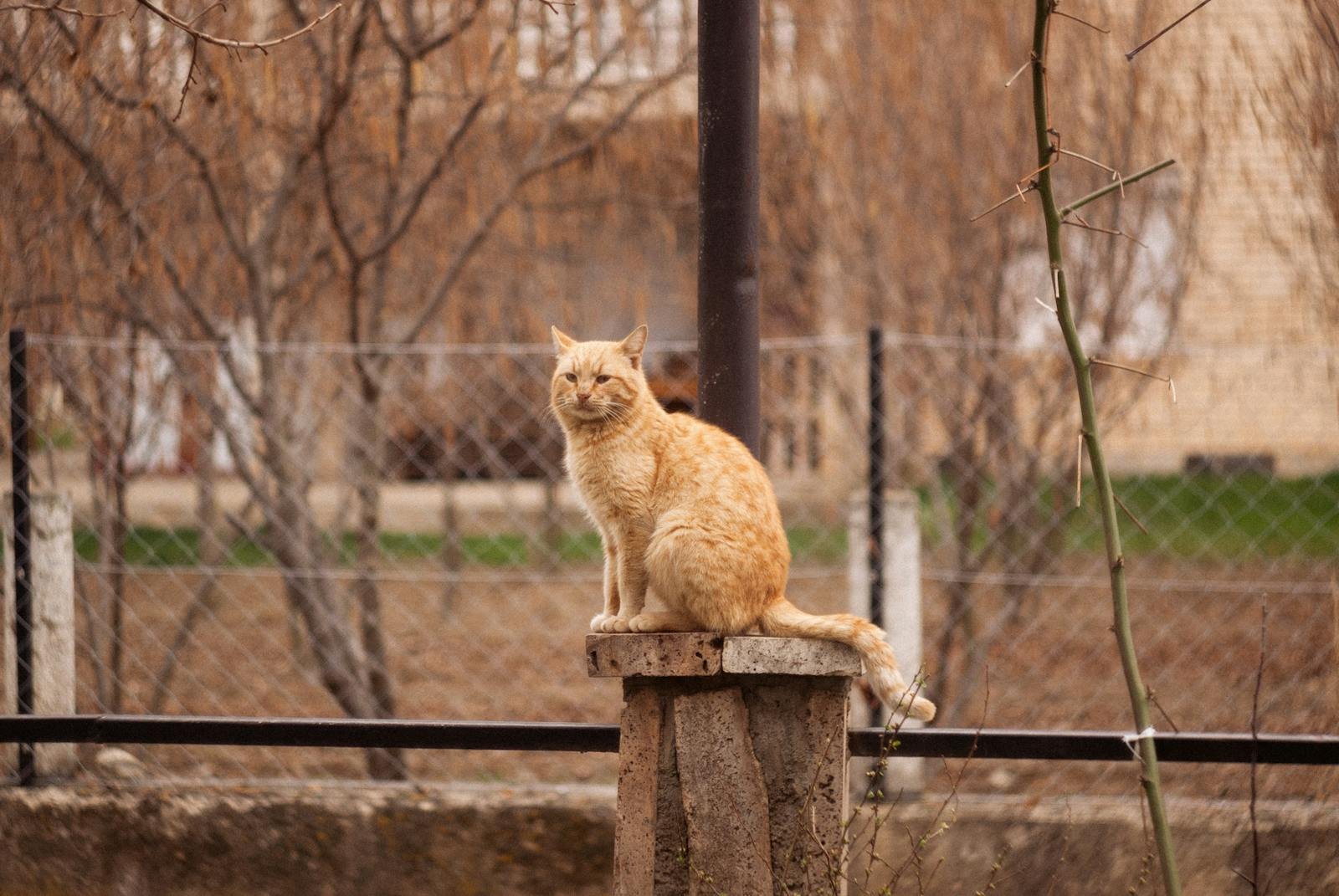 Orange Tabby Cat