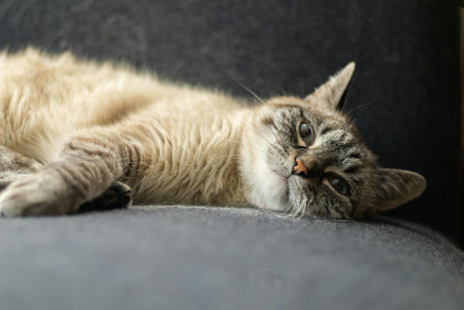 Cat Relaxing on a Chair