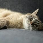 Cat Relaxing on a Chair