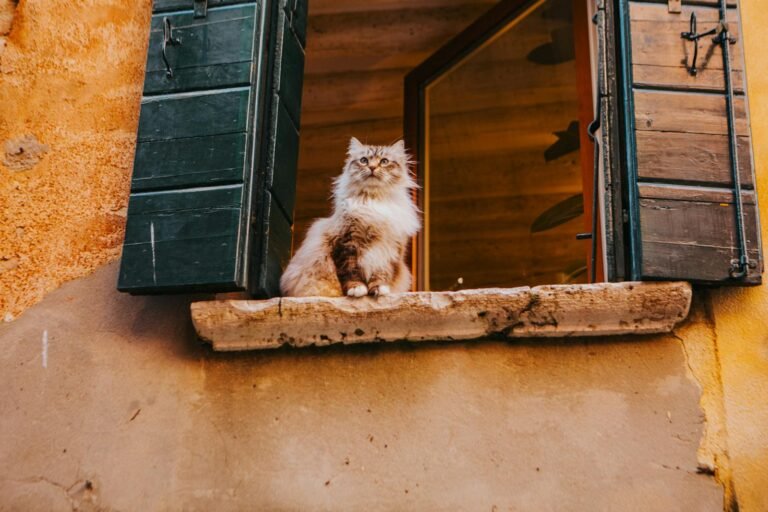 What Happens If You Ignore Your Cat’s Emotional Needs?