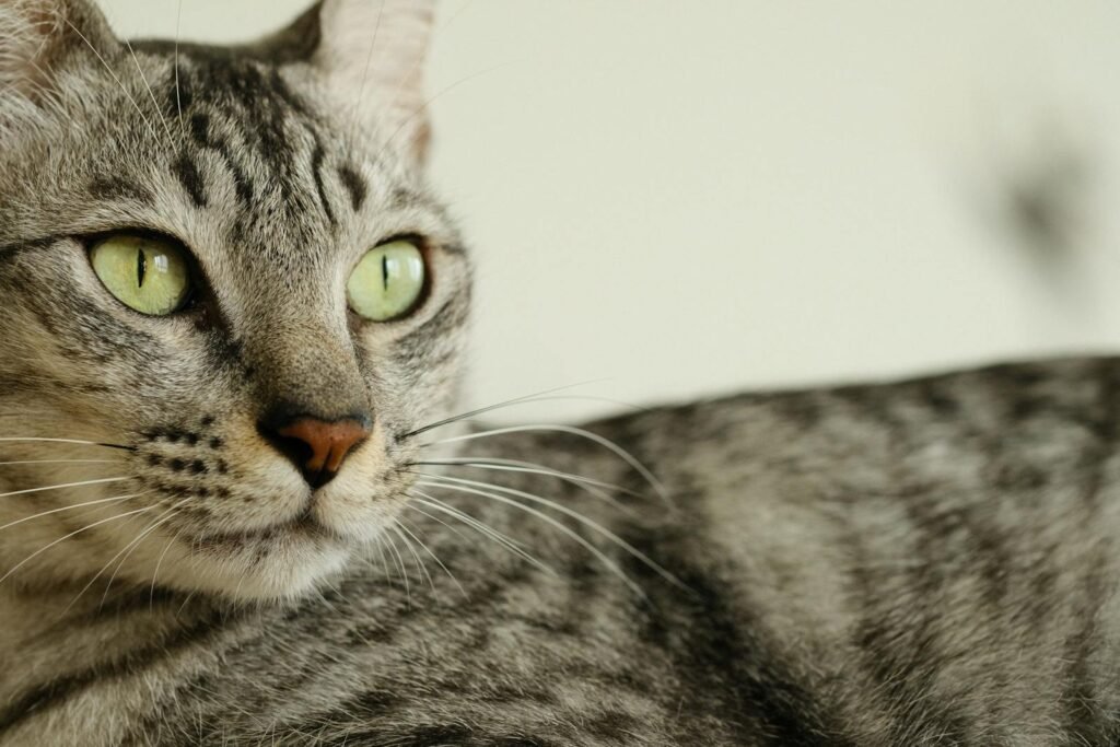 Cat potrait