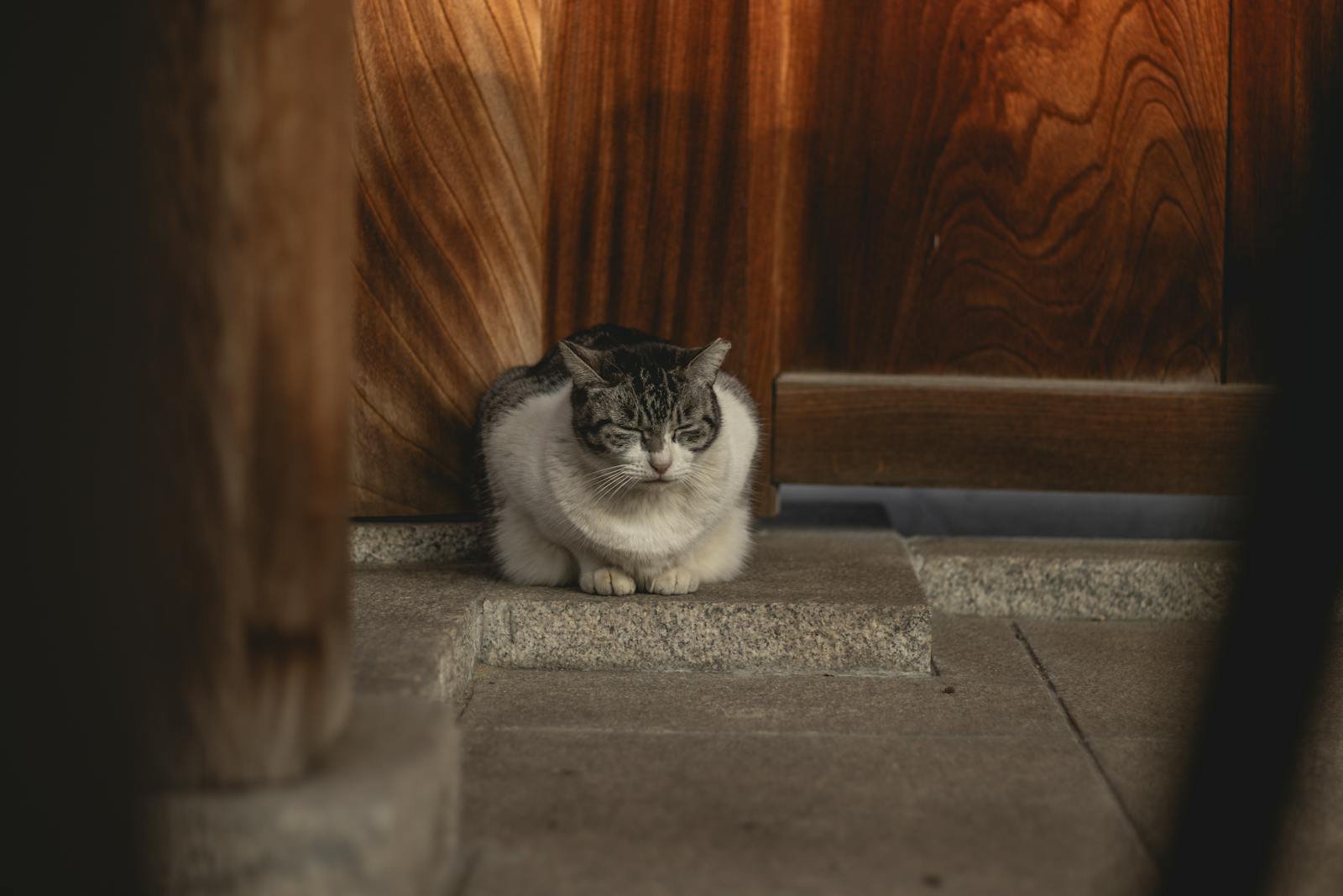 Free stock photo of cat, japan, osaka