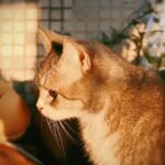 A close-up of a cat's profile illuminated by warm sunset light.