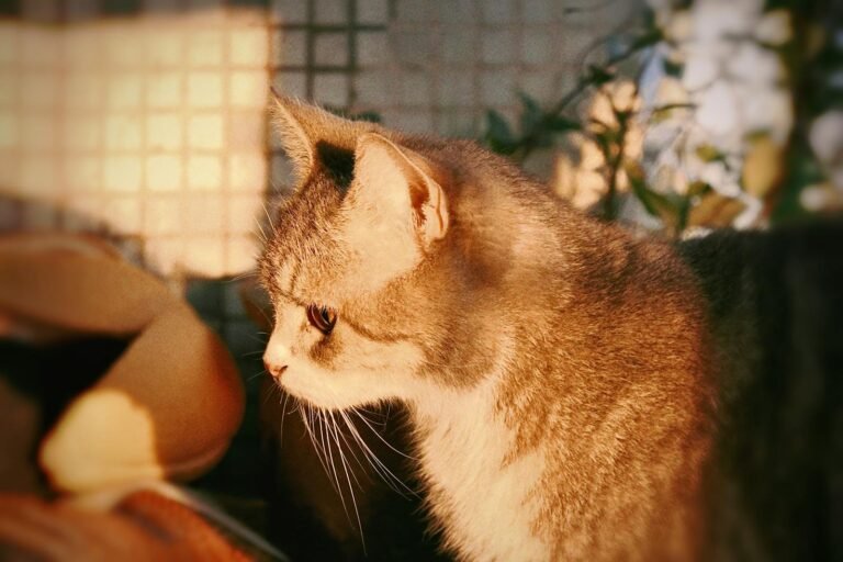 A close-up of a cat's profile illuminated by warm sunset light.