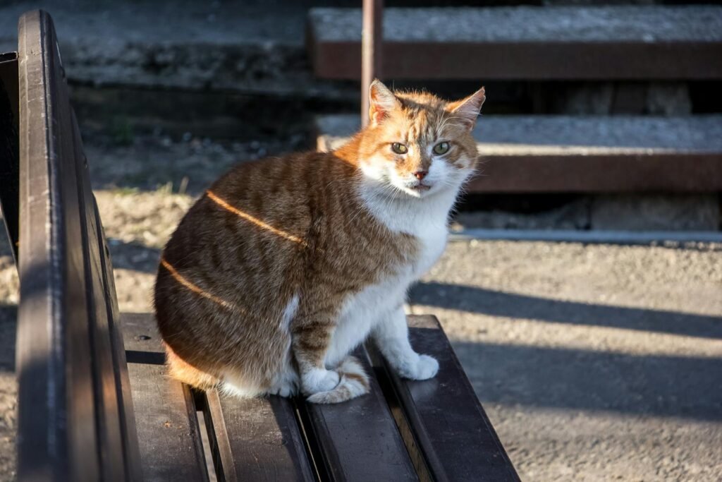 A ginger and white cat sitting on a park bench in sunlight.