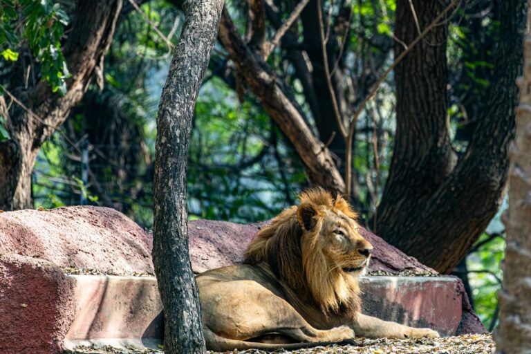 10 Big Cats With Fascinating Night Vision Abilities