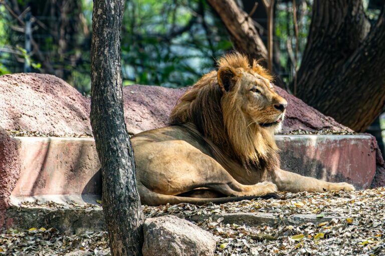 10 Big Cats That Have Inspired Ancient Folklore