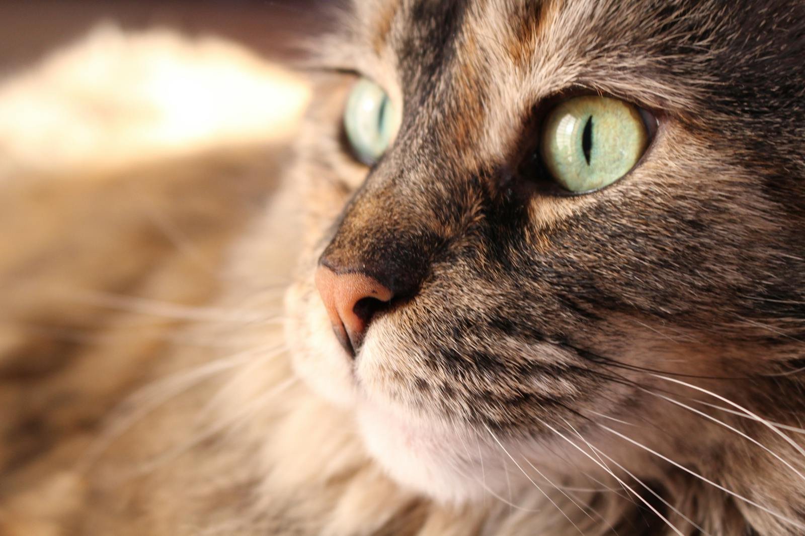 A detailed close-up image of a cat's face, focusing on its striking green eyes and whiskers.