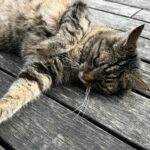 A tabby cat lounges comfortably on a wooden deck enjoying the outdoors.