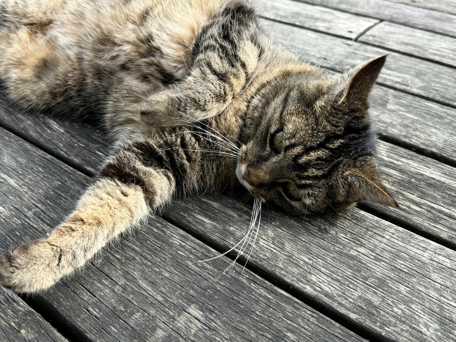 A tabby cat lounges comfortably on a wooden deck enjoying the outdoors.