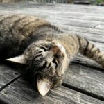 A tabby cat lounging comfortably on an outdoor wooden deck, enjoying a sunny day.