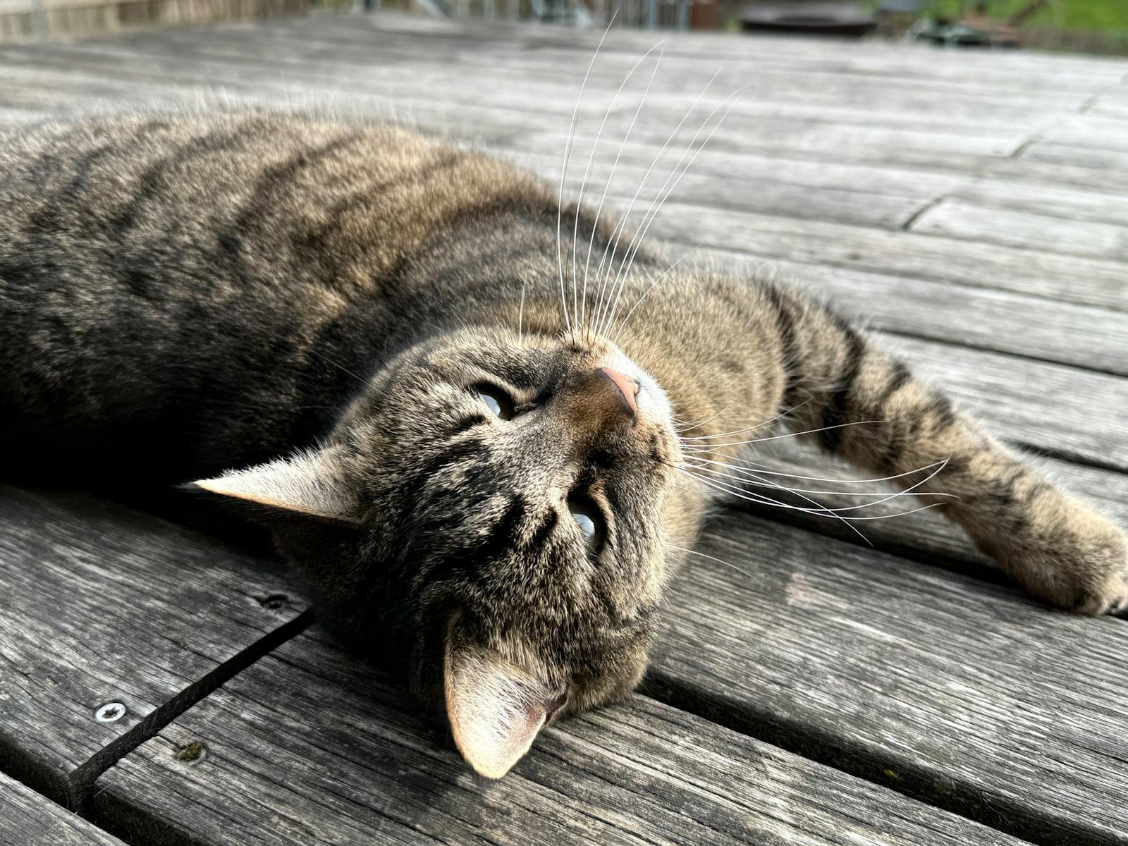 A tabby cat lounging comfortably on an outdoor wooden deck, enjoying a sunny day.