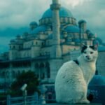 Cat sitting in front of a famous Istanbul mosque under a cloudy sky.
