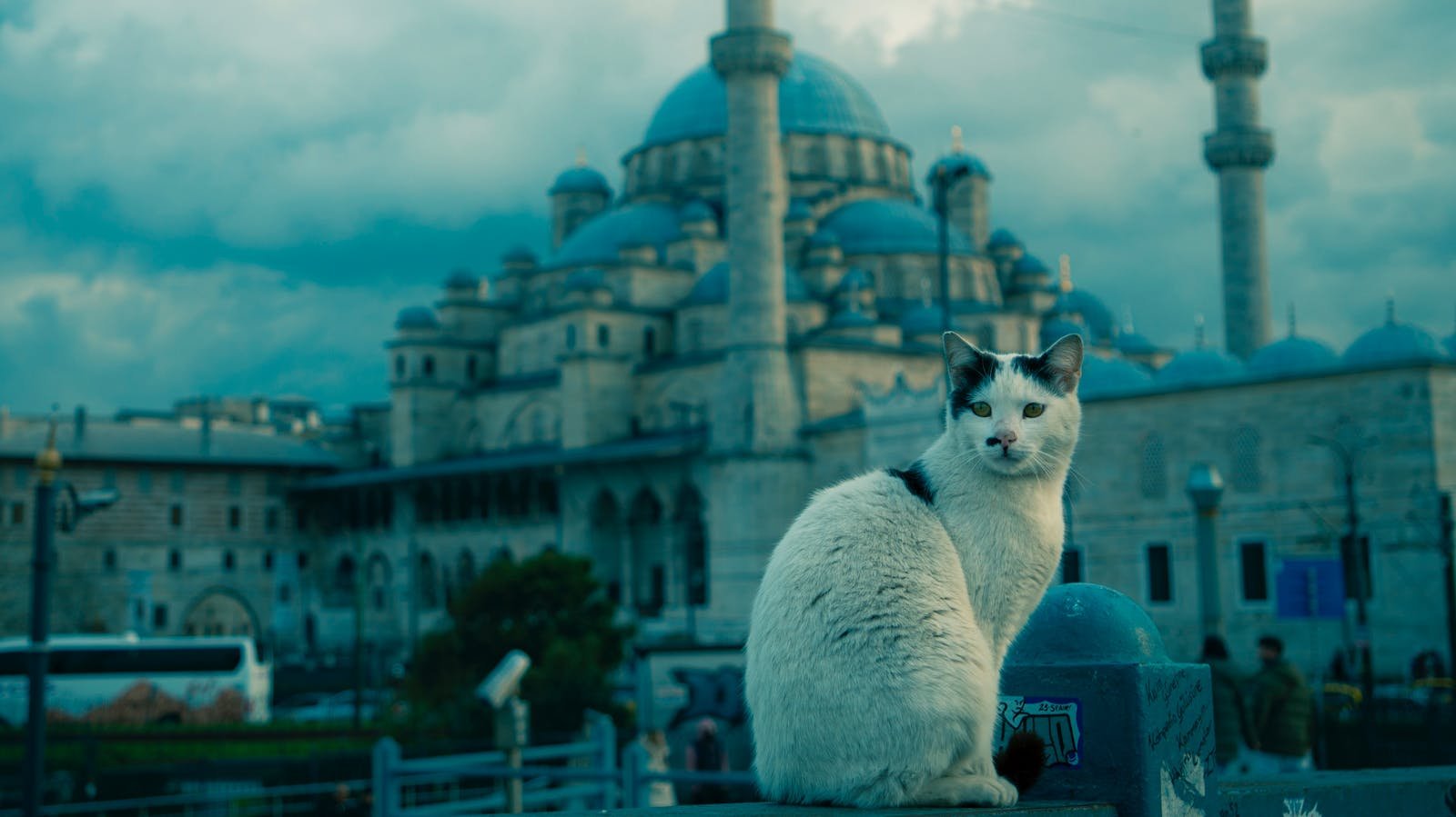 Cat sitting in front of a famous Istanbul mosque under a cloudy sky.